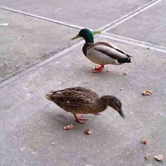 Sepide-NL⭐️❤️⭐️