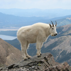 ~MountainGoat~