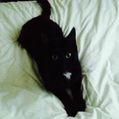 Michael Angelus Stewart