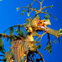 leafy seadragon