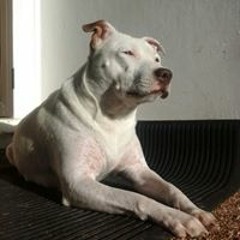 Dylan Irimana-Strongman