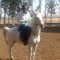 Hamo Habib