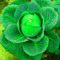 Kabbage: