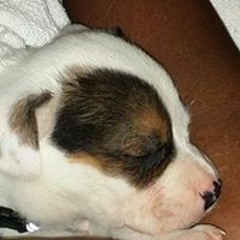 Shermel Hellmell Jenkins