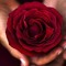 فراشة _فلسطين m♥