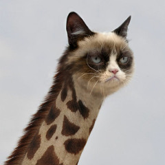 Game of Questions - I Belong to the Zoo (Cover by me)