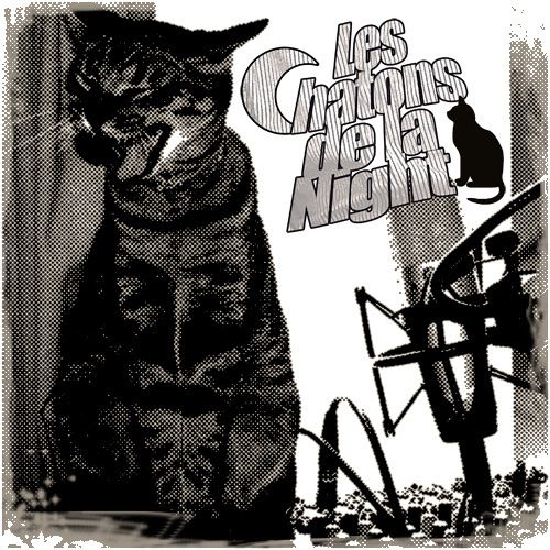 Chatons De La Night S Stream