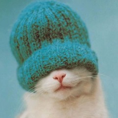 Wool Hat Cat