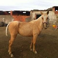 Diego Velasco Barcenilla