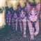 ioncewasacat