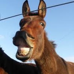 Garstone Maultieraura