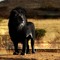 PRIDEROCK/G.F.M