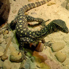 RicardO