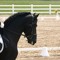 Kelpie_Kurse
