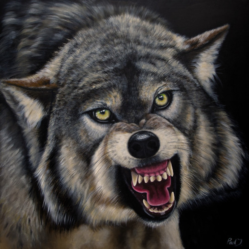 snarling wolf front