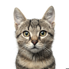Sebcat