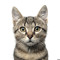 Sebcat