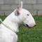 BullT