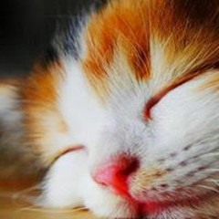inkyzito