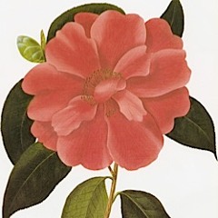 Camellias