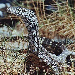 mr_perentie