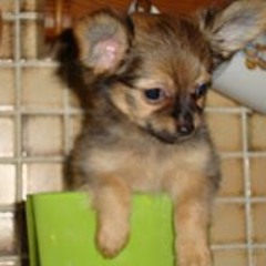 Vandendaele Lawrence