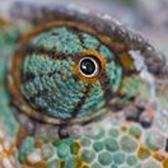 Petis Jaško Fotograf