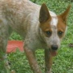 Sophia Grace Donnelly