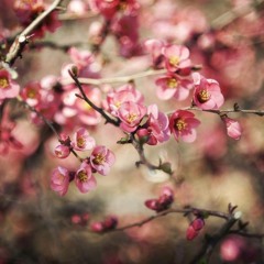 Pargalı İbrahim Pasha ( violin )