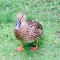 duckluvr2