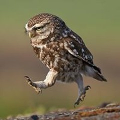 Alexander Pickering 1