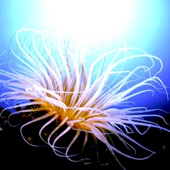 FreeAnemone