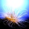 FreeAnemone
