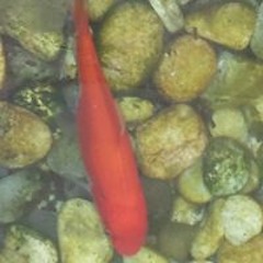 Annah Imedi Maridadi