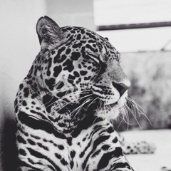 Cupsong - Pitch Perfect