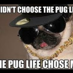 Paul PUG Harron
