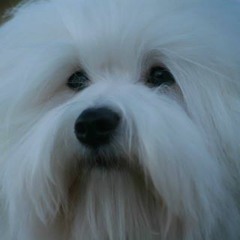 Elenni Firring Jacobsen