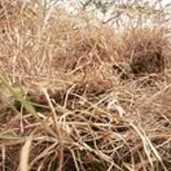 Djonno van Vlierberghe