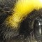scramblebee