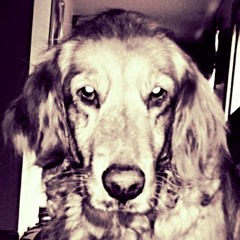 Robert Caetano DeSousa