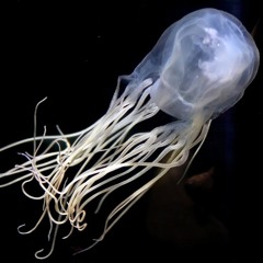 Robotic Jellyfish