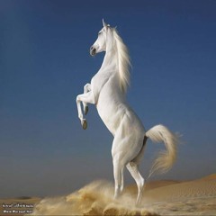 eng:salma zhran