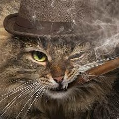 Bigg Cat
