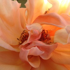 Moy Eng and Black Orchid