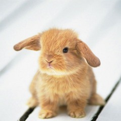 bleepblopbunny