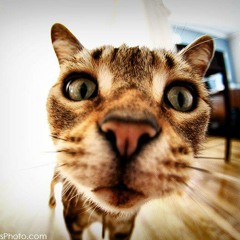 20.P.R. All-Stars ft Mexicano 777,Don Chezina,Rey Pirin,Winchester Yankee & La Queen