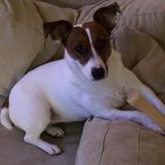 Maddie Russell Terrier