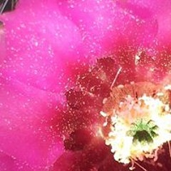 Debbie Abbot Theuerl