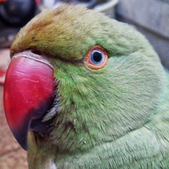 Kamu Ali
