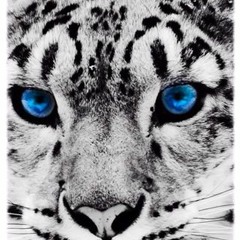 Stephanie Dickinson 1